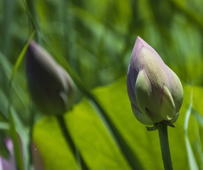 荷花双花苞图片